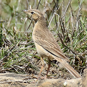 Tawny Pipit